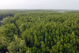 Forêts de mangroves – carbone bleu