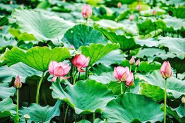 Le premier Festival du Lotus qui aura lieu du 12 au 16 juillet à l'Espace culturel et créatif de l’arrondissement de Tay Ho. Photo : VNA
