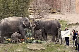 Le bébé éléphant Bao Ngoc, un symbole de l’amitié entre le Vietnam et l’Allemagne