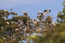 Le parc national de Lo Go - Xa Mat développe le tourisme associé à la conservation de la nature