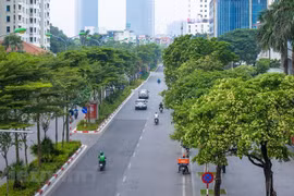 La fleur de lait, un des fleurs typiques de Hanoi, qui n’apparaît qu’en automne 