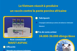 Le Vietnam réussit à produire un vaccin contre la peste porcine africaine 