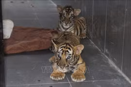 Gros efforts du Vietnam dans la lutte contre l’élevage et le commerce illégaux des tigres