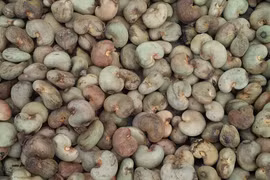 Les importations de noix de cajou brute montent en flèche