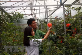 De belles fleurs roses retiennent les touristes à Da Lat