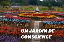 Contre la pollution: un jardin de "tulipes" de bouteilles en plastique aux Philippines