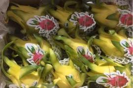 Les fruits du dragon vietnamiens appréciés en Australie