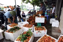 Hai Duong vise à récolter 40.000 tonnes de litchis en 2019