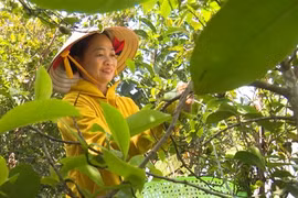 Le thé vert Met de Viêt Thuân, une douceur incomparable