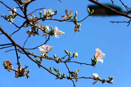 Blancheur pure des fleurs de bauhinie dans les rues de Son La