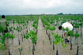 Le GCF aide Quang Nam à renforcer sa résilience au changement climatiquem