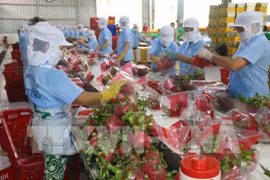 Exportation des premiers pitayas en Australie