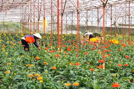 Le printemps au pied de la montagne Lang Biang