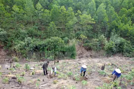Programme cible de développement de la sylviculture durable pour 2016-2020