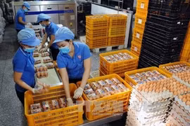 Phu Tho : inauguration d'une usine de production d’œufs de poule bio