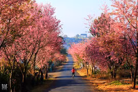 Première fête des fleurs de cerisiers de Da Lat en février prochain