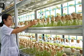 L’Australie et la région du delta du Mékong coopèrent dans l’agriculture