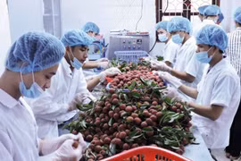 Plus de 3,5 milliards de dollars d`exportations de fruits et légumes en 2017