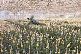 Kawasaki Flora Auction Market veut investir dans la floriculture à Lâm Dông