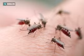 Hanoï : le nombre de cas de dengue en baisse