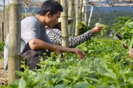 Agriculture : Dien Bien renforce la coopération avec des localités laotiennes