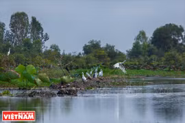 La Réserve de Lang Sen, 7e site Ramsar du Vietnam