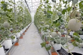 Aménagement de la zone agricole high-tech de Phu Yên