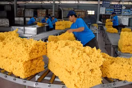 Près de 60% de caoutchouc vietnamien est exporté en Chine 