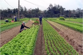 Dà Nang: Planification de sept zones agricoles high-tech