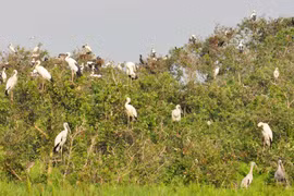 Plantation de 7.000 arbres à la Réserve de zones humides de Lang Sen, à Long An