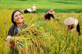 Développer la recherche sur le riz en Asie du Sud-Est