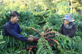 Lam Dong célèbre la première Journée du café du Vietnam