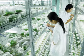 Pour que l’agriculture high-tech du Vietnam "sorte de la serre"