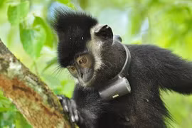 Vent d’espoir pour le langur de Hà Tinh
