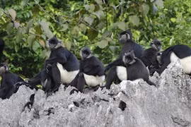 Ha Nam va construire un site de conservation de langur de Delacour