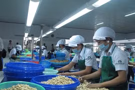 Les exportations de noix de cajou vers la Chine en hausse