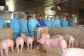 FAO: Le Vietnam devrait lancer une alerte à la PPA