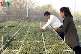 L’agriculture intelligente donne du tonus aux cultivateurs à Gia Lai