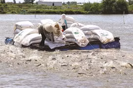 Les pangasius vietnamiens à la conquête des marchés difficiles