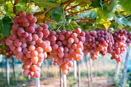 Australie et Vietnam renforcent leurs liens commerciaux grâce au raisin