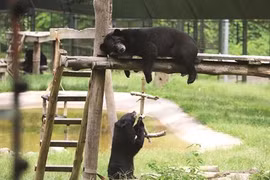 Au bonheur des ours au pied du massif de Tam Dao