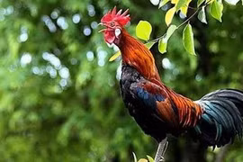 "Dominer le chant du coq" pour la chance et le bonheur