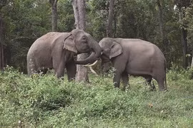 L’heureuse reconversion des éléphants de Yok Dôn
