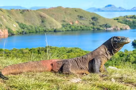 L'Indonésie va fermer temporairement l'île de Komodo