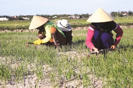 Le delta du Mékong à l’épreuve du changement climatique