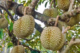 Les 7 produits agricoles du Vietnam pourraient être exportés en Chine