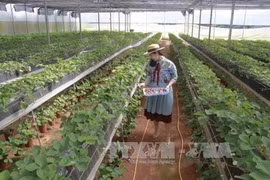 Da Lat met l'accent sur le tourisme à la ferme