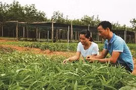 La culture des légumes bio, une affaire de couple à Quang Binh