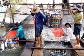 Les exportations de pangasius vietnamiens vers l’UE en forte hausse