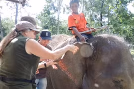 Animals Asia finance un projet de conservation des éléphants à Dak Lak